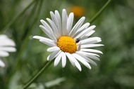 Daisy