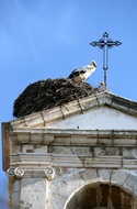 Stork Nest