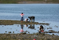 Gatherer Shellfish