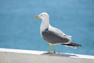 Seagull