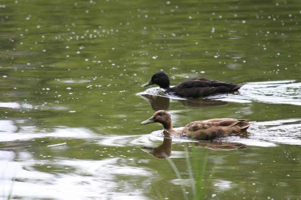 Dutch Ducks