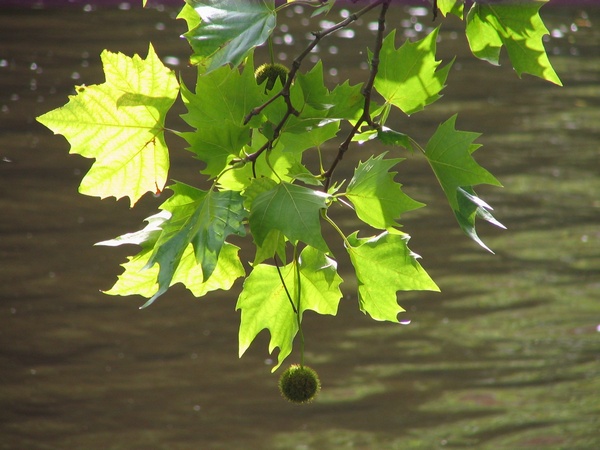 Leaves