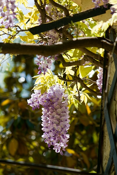 Glicinas en Flor