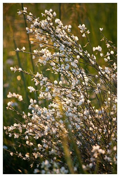 Arbusto en Flor