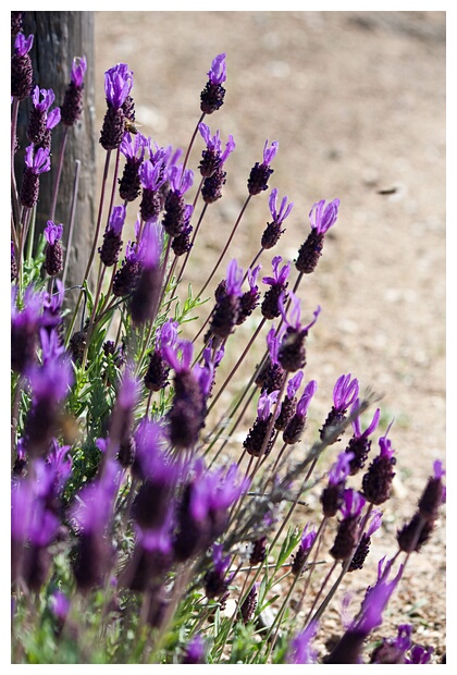 Lavanda en Flor