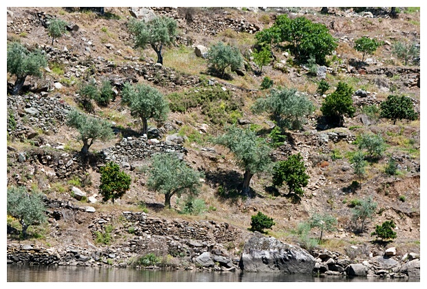 Olivos y Frutales