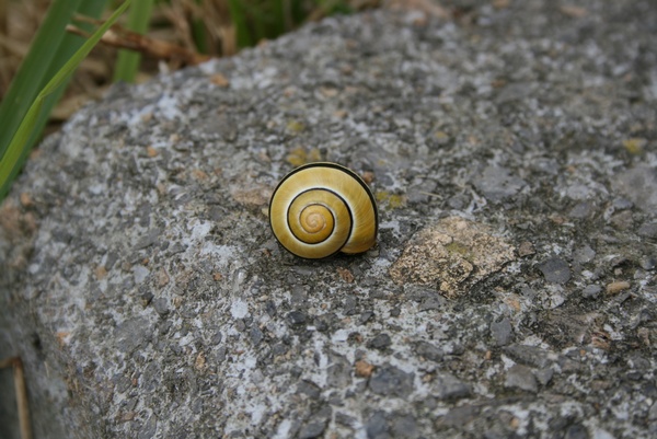 Caracol de Diseo