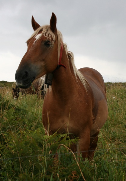 Caballo Asturiano