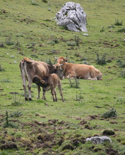 Vacas a lo suyo