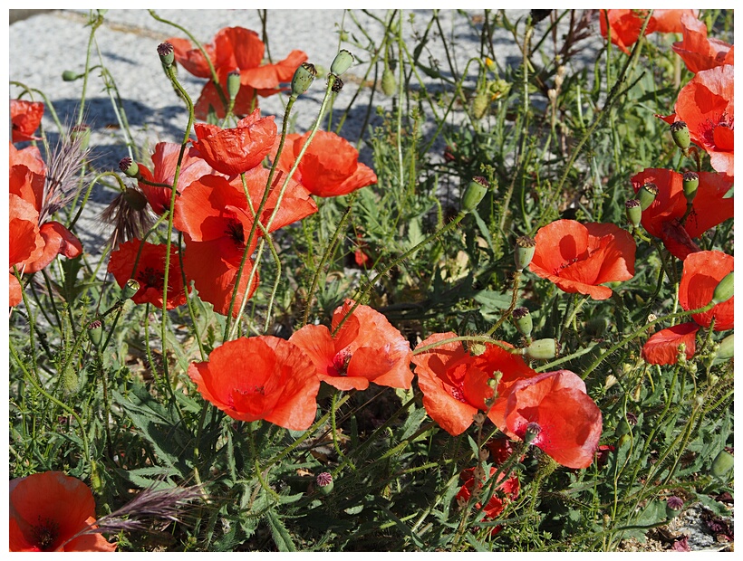 Amapolas