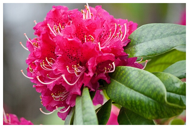 Rododendro en Flor