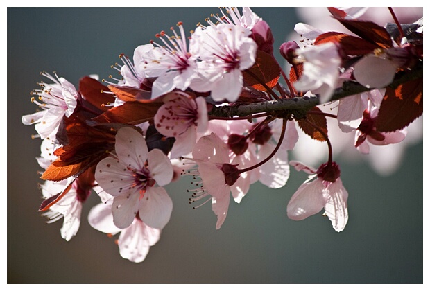 Cerezo en Flor