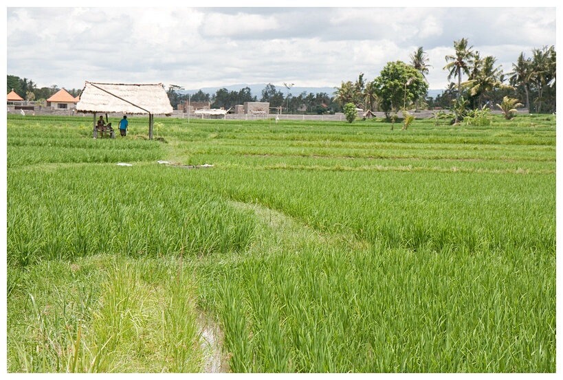 Rice Field