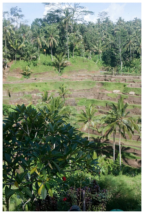 Padi Bali