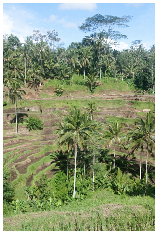 Rice Terraces