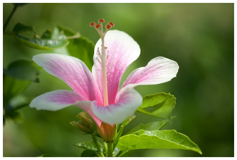 Hibiscus