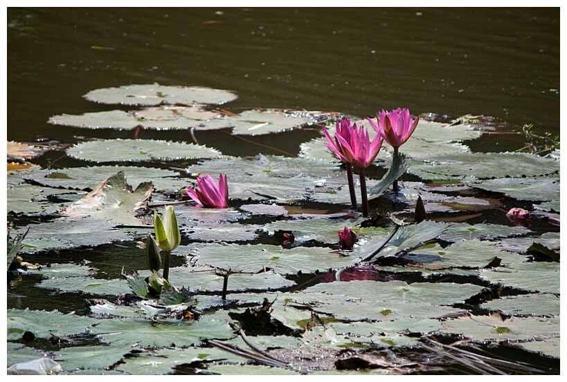 Lotus Flowers