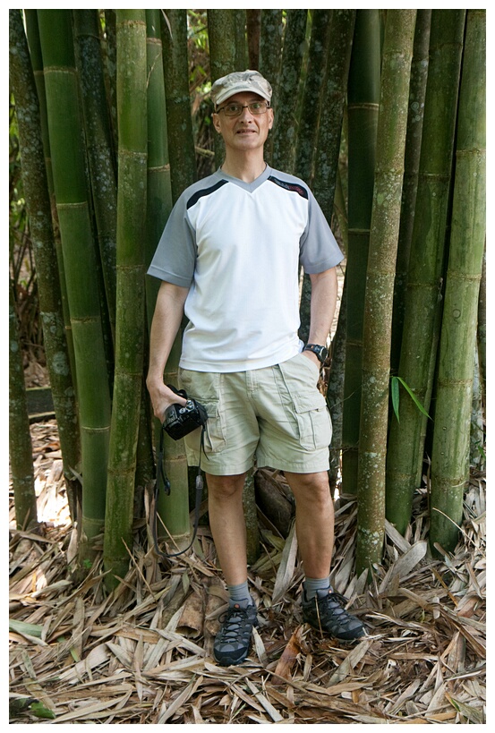 Giant Bamboo