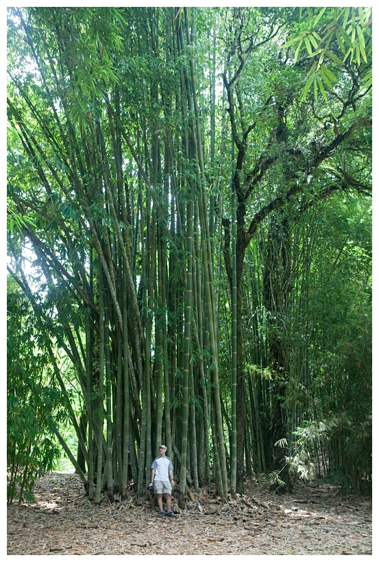 Giant Bamboo