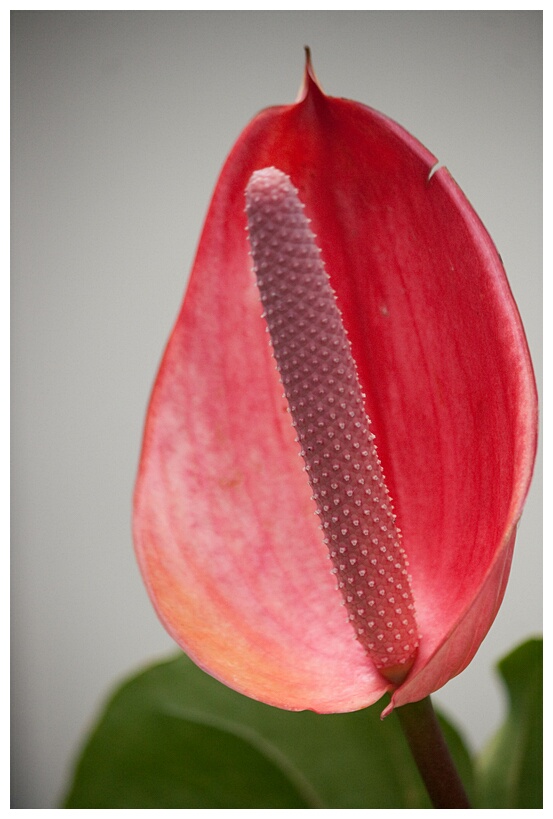 Anthurium