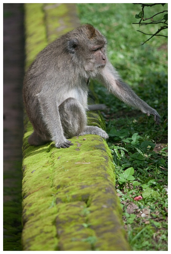 Macaque