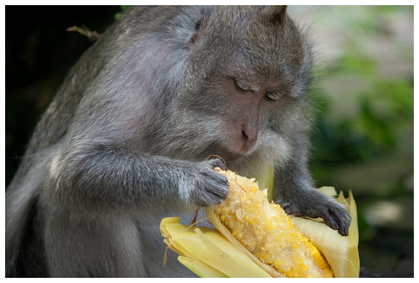 Macaques