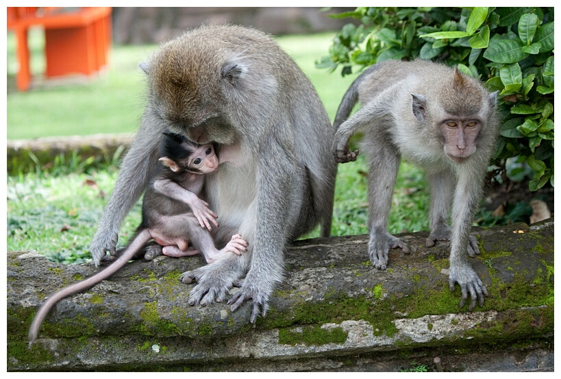 Friendly Monkeys