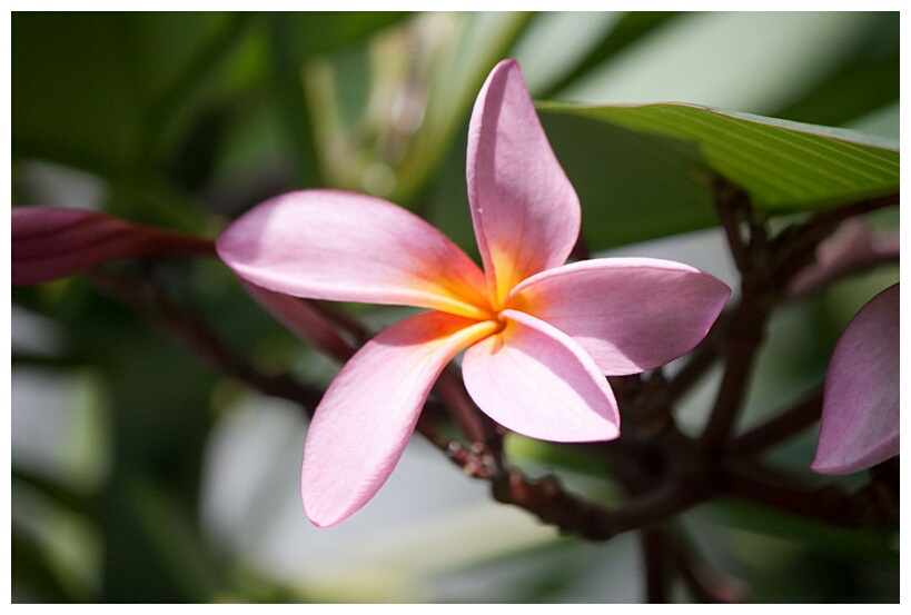 Frangipani Flower