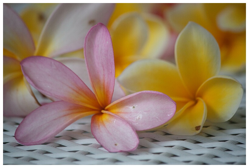 Fragant Frangipani