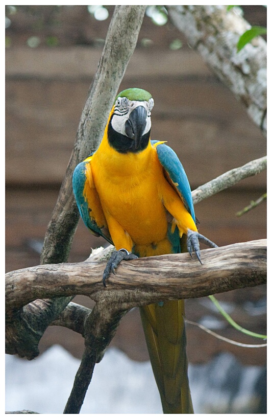 Blue-and-Gold Macaw