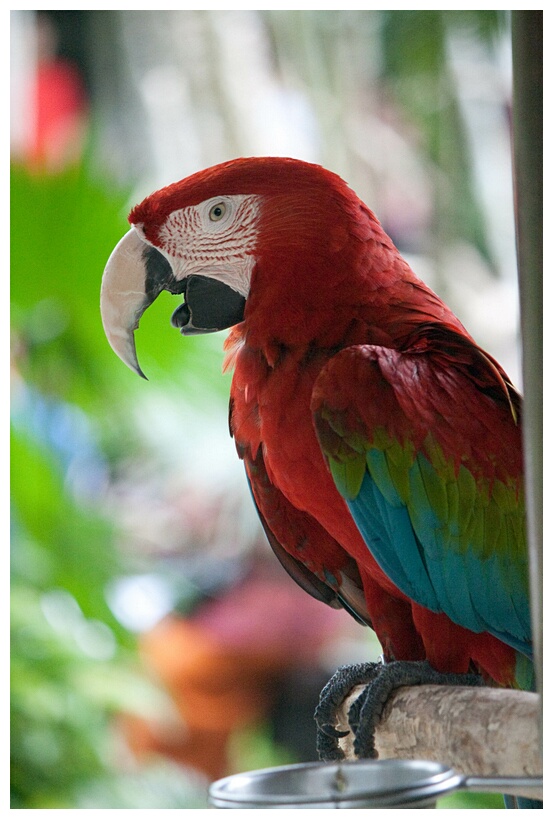 Green Winged Macaw