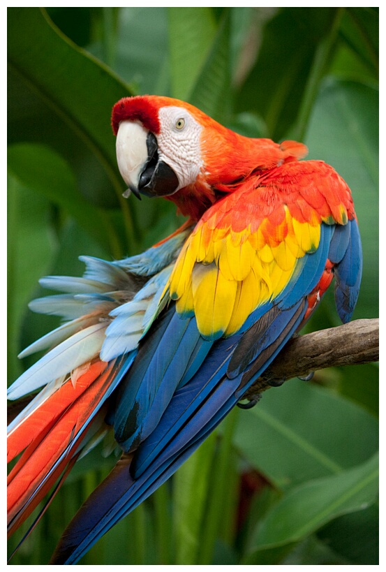 Scarlet Macaw