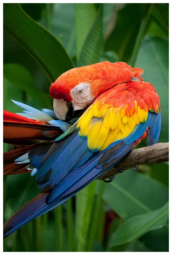 Scarlet Macaw