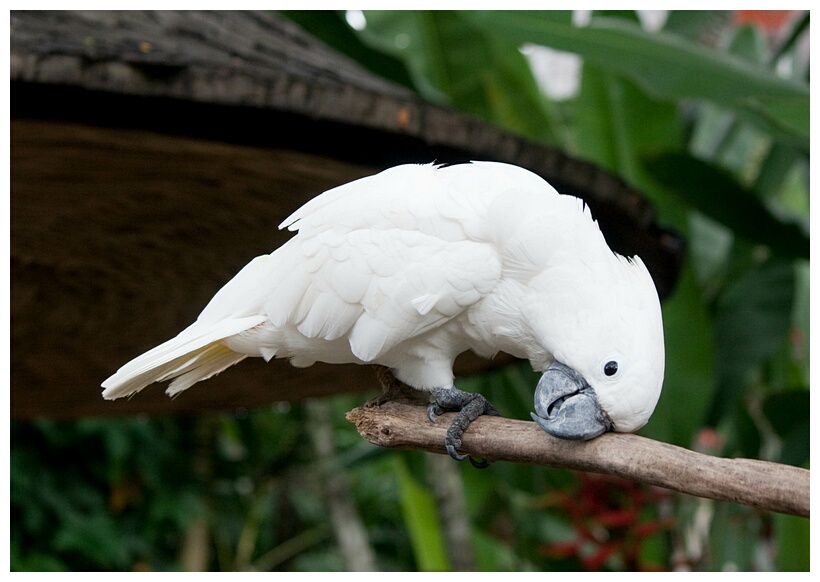 White Cockatoo