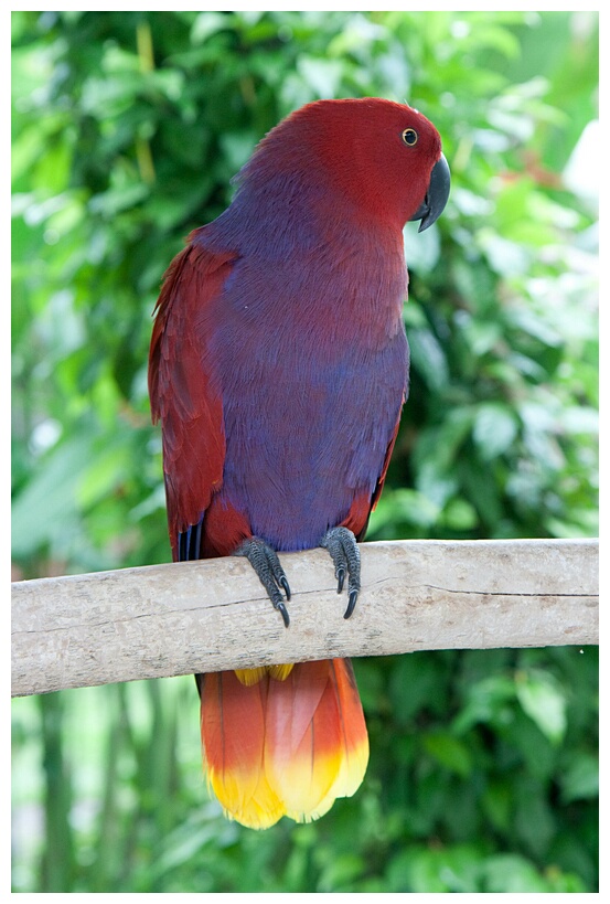 Eclectus Parrot