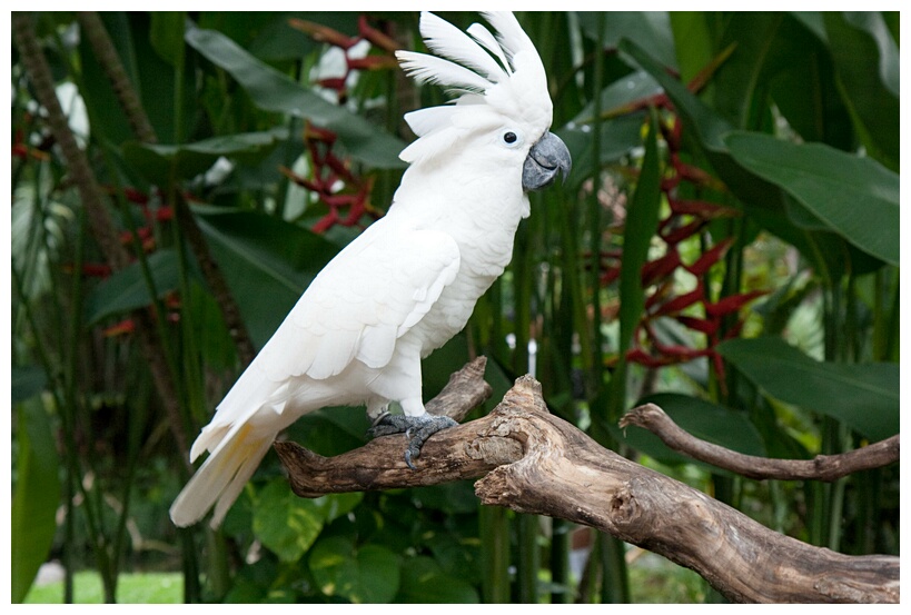 White Cockatoo