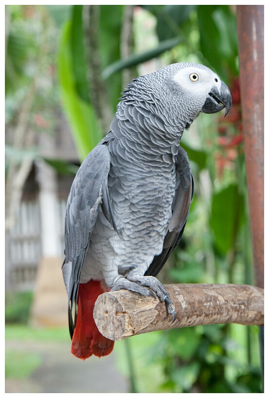 African Grey Parrot