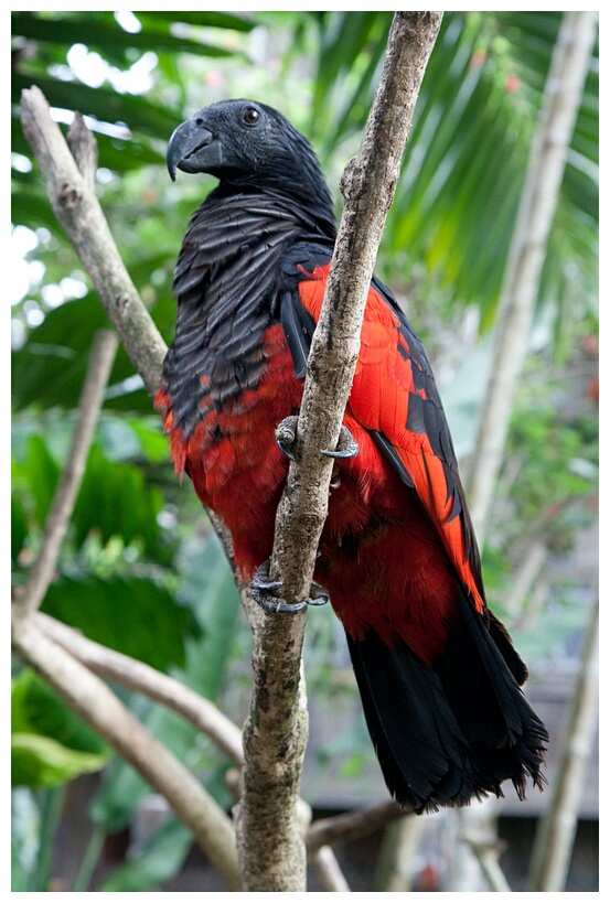 Pesquet's Parrot