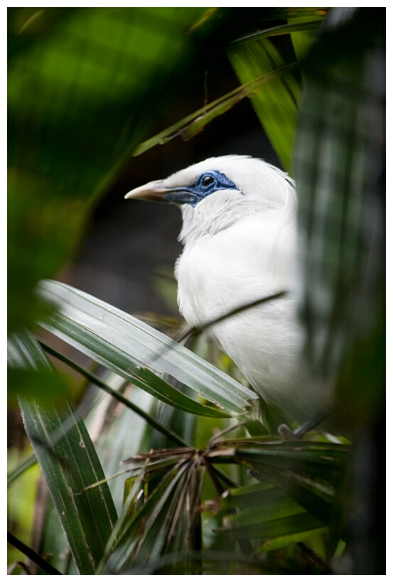 Bali Starling