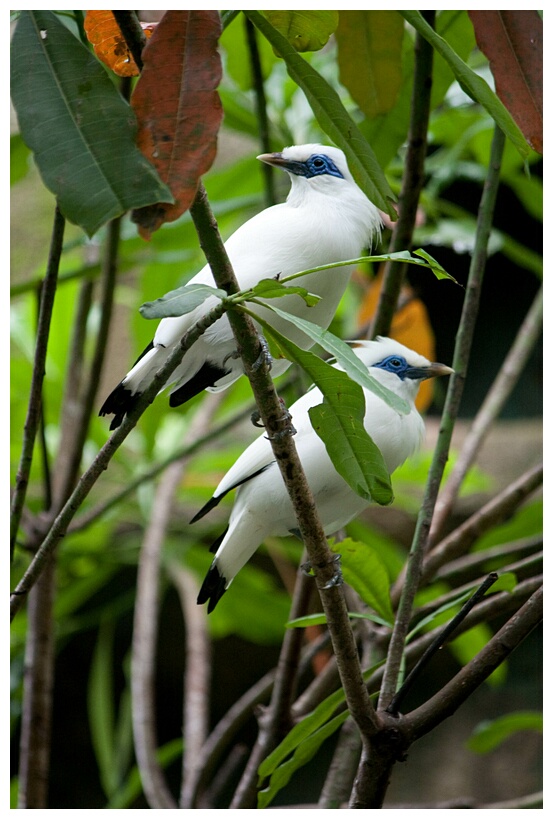 Bali Starlings