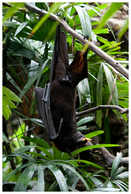 Fruit Bat