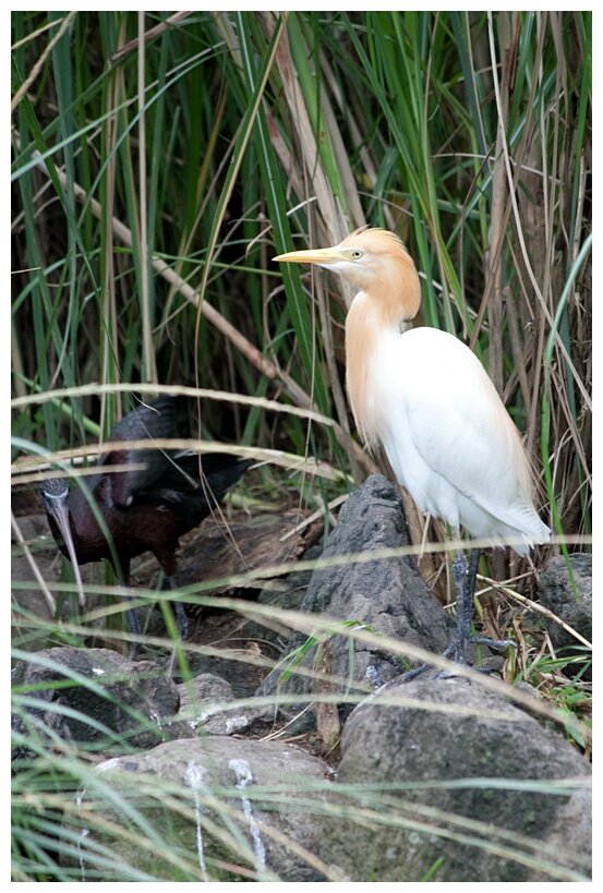 Cattle Egret