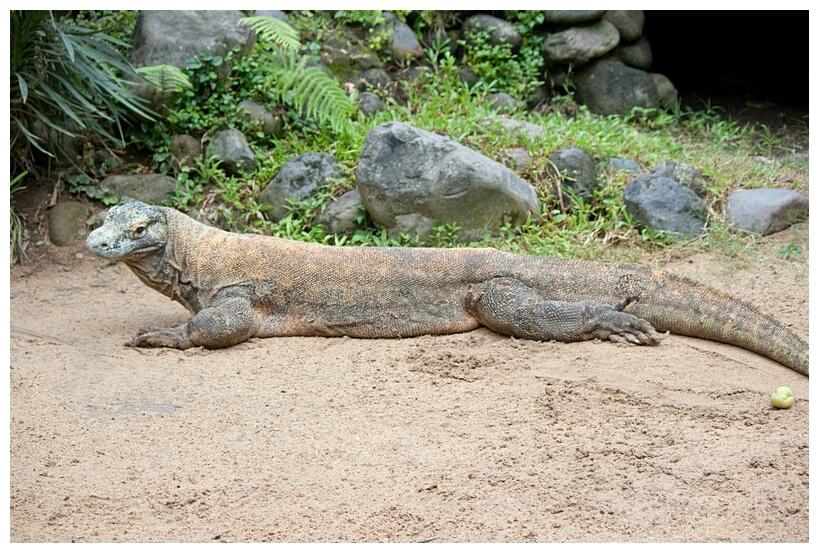 Komodo Dragon