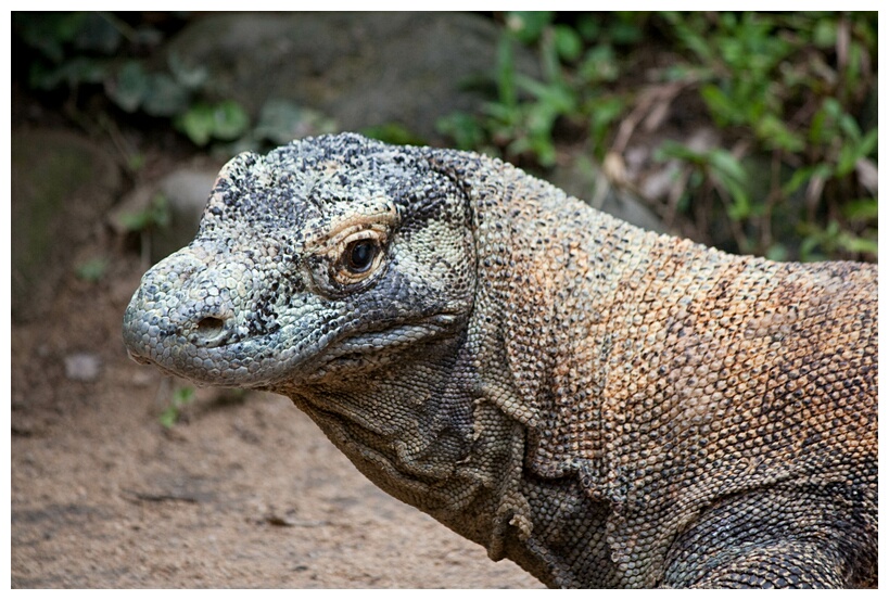 Komodo Dragon