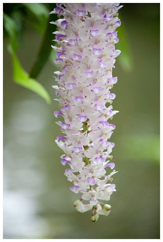 Amazing Flower