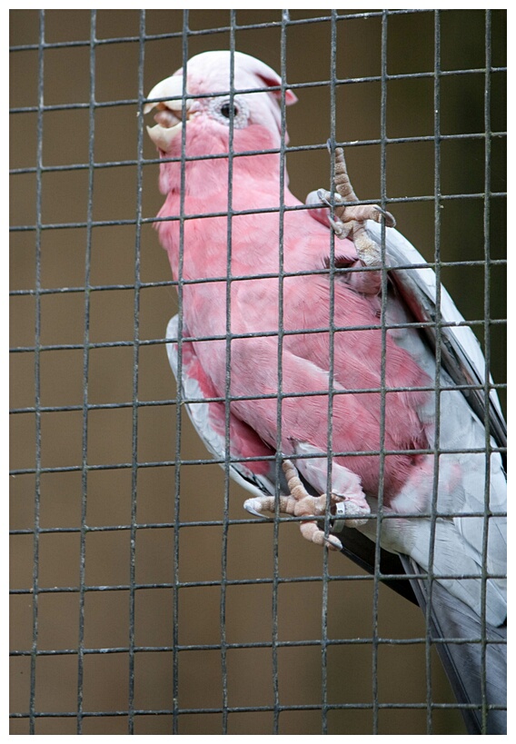 Cockatoo