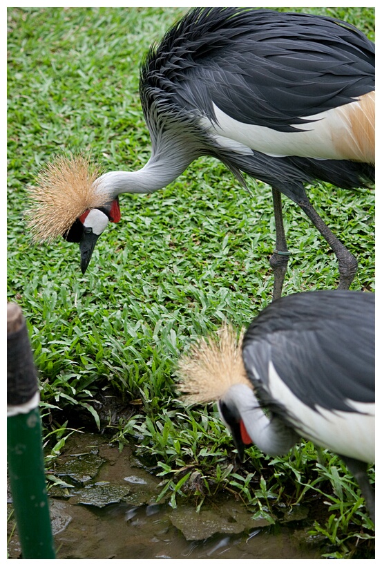 African Crowned Cranes