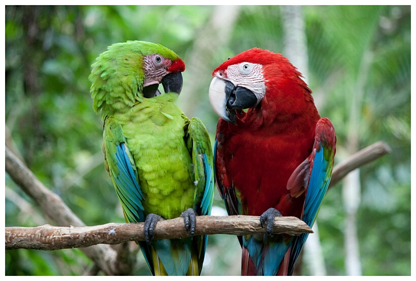 Parrots