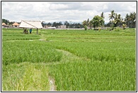 Rice Field