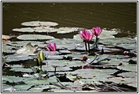 Lotus Flowers